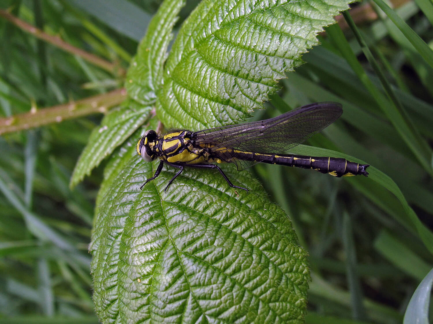 Male Common Clubtail (side view) By David Kitching